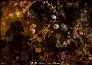 Yellow Pontohi sea orse 60mm D300 by Giroudon Jean-Pierre 